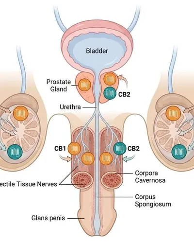 Phytocannabinoids and male sexual health | What the science shows