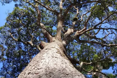 Copaiba tree