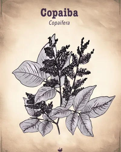 Copaiba | Our Ultimate Botanical Amplifier