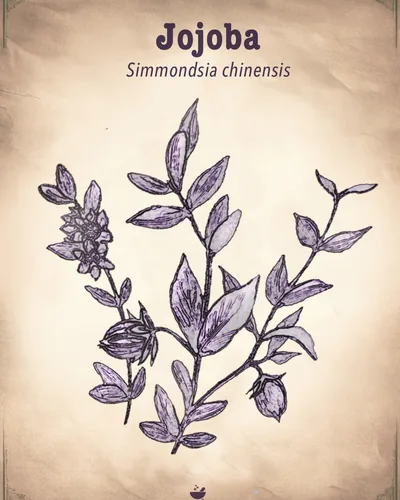 Why we choose jojoba oil for face, body & intimate blends